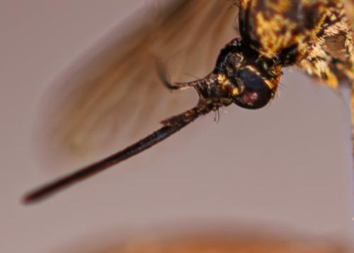 Culex pipiens
